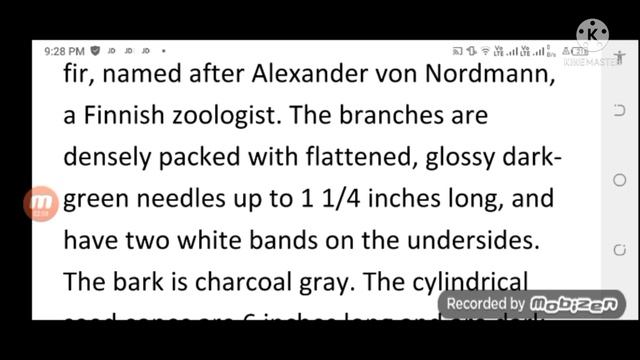 Caucasian Fir ( Abies Nordmanniana ) смотреть онлайн