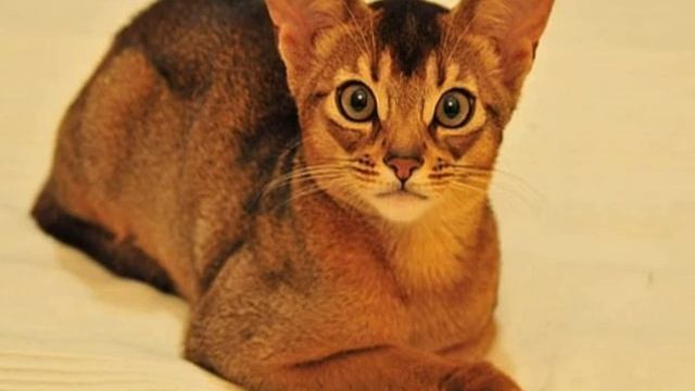 Как назвать серого котенка: примеры красивых имен смотреть онлайн