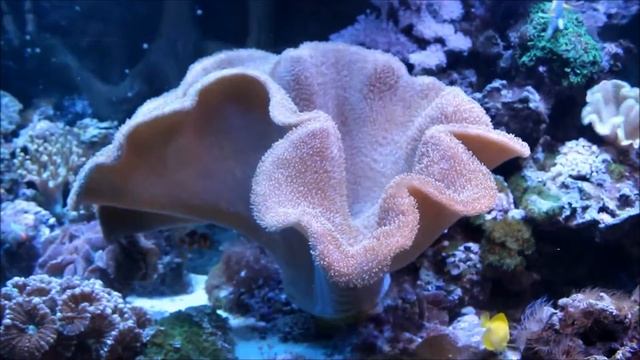 Евпаторийский аквариум сказка