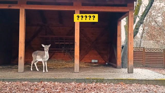 Tydeusz - Daniel (Dniówka LP #1) смотреть онлайн