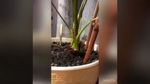 Уход за финиковой пальмой ?