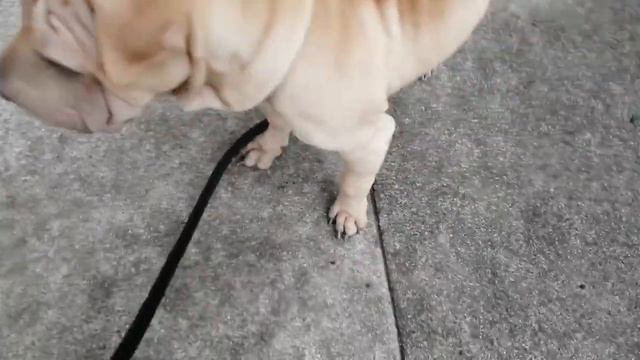 Sharpei couple from Mexico 18 de junio de 2021 смотреть онлайн
