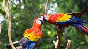 Голоса птиц Как поёт попугай Ара (Ara)