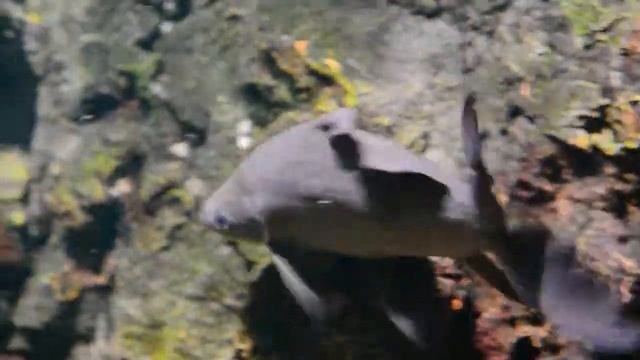 Black Shark(Labeo chrysophekadion) @ Bangkok Aquarium смотреть онлайн