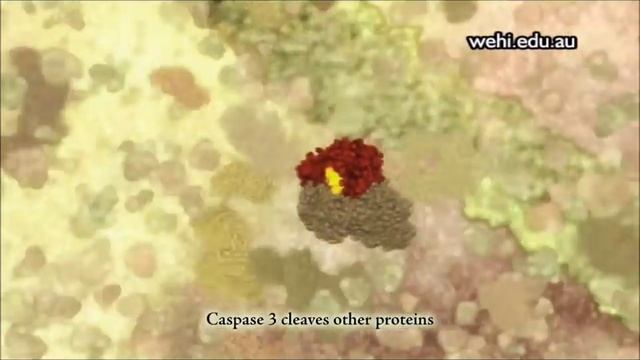 Apoptosis "Programmed Cell Death" смотреть онлайн