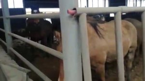 лошади на забой готовые