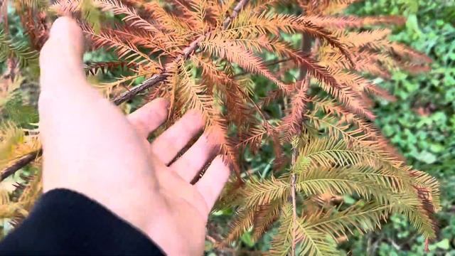 Болотный кипарис. Возраст 3 года смотреть онлайн