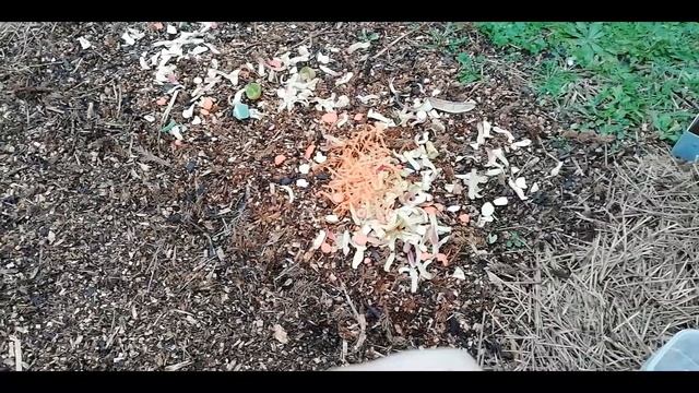 Nourrir le sol - Compost de surface au potager : C'est quoi ? Pourquoi ? Comment ? смотреть онлайн