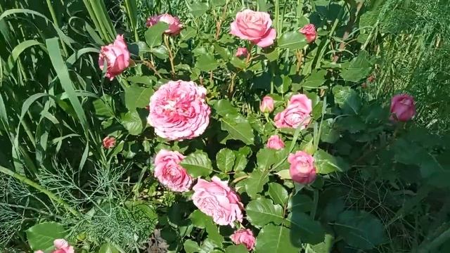 Agnes Schillinger смотреть онлайн