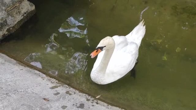 Абхазия 2019 . Гуляем по Приморскому парку в Гагре. Старая Гагра. смотреть онлайн