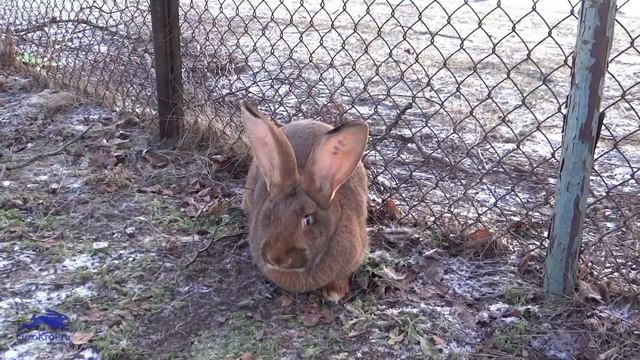 Фландр красно коричневый смотреть онлайн