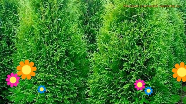 Туя западная Брабант. Краткий обзор, описание характеристик thuja occidentalis Brabant смотреть онлайн