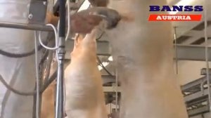 Нутровка - разделка свиных туш