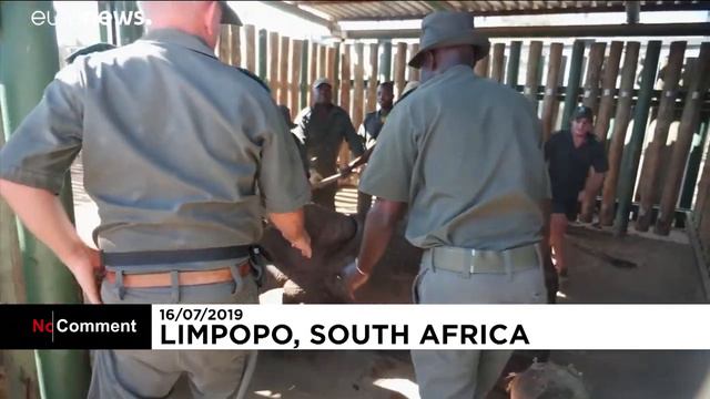 Спасение самки носорога — непростая задача смотреть онлайн