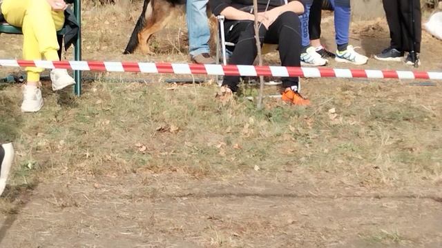 Открытые кобели дш - моно в Краснодаре 2023