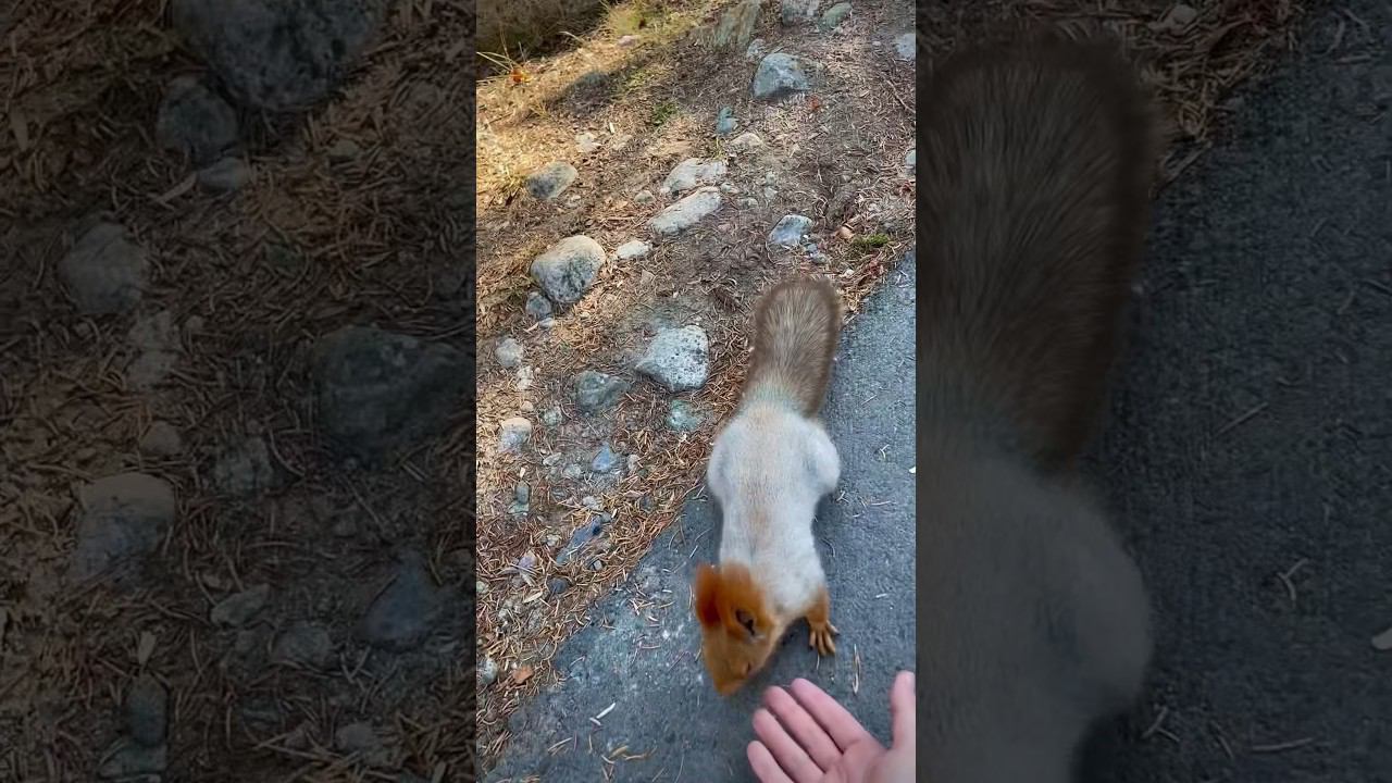Забавная ️ #белка #squirrel смотреть онлайн