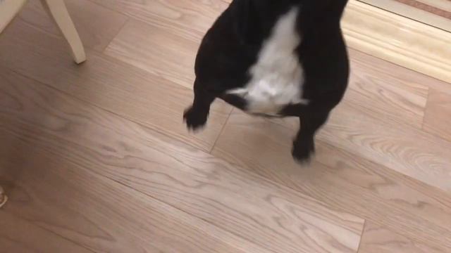 Скромное существо французский бульдог по имени Марсик смотреть онлайн