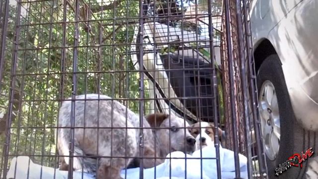 Маленькие щенки ждали свою маму, они не знали, что их мамы больше НЕТ! смотреть онлайн