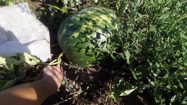 Арбуз Ливия 1 августа. Одесса смотреть онлайн