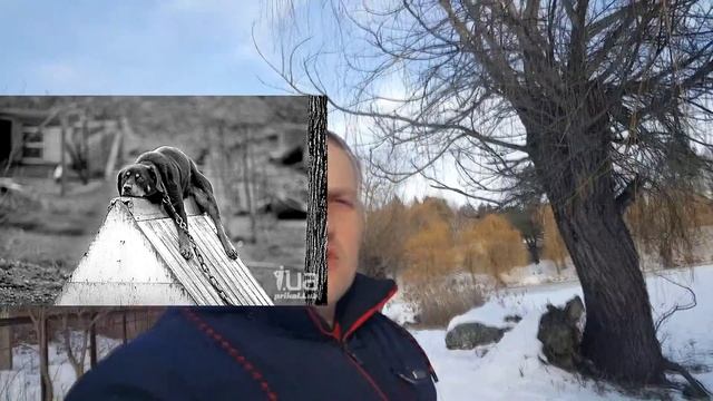 Американский стаффордширский терьер самая сильная собака в мире смотреть онлайн