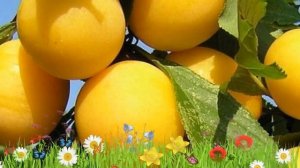 Алыча обыкновенная Мара ? Обзор: посадка и уход. крупномеры алычи Мара: описание и особенности