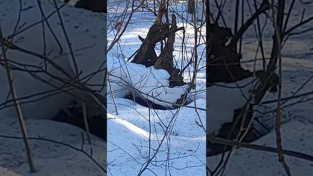 Шерстистый носорог альбинос, вымирающий вид. смотреть онлайн