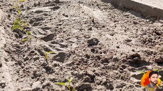 How to Grow Chillies at Home | How to grow chillies from chillies at home #chillies смотреть онлайн