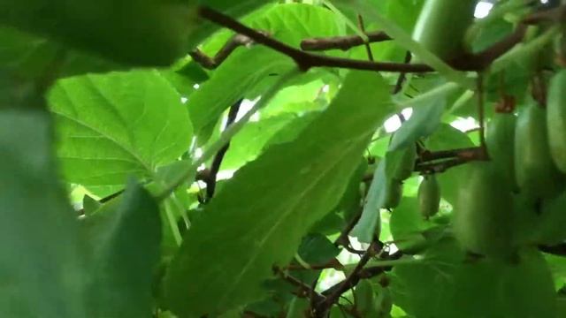 Актинидия Коломикта. Плодоношение. смотреть онлайн