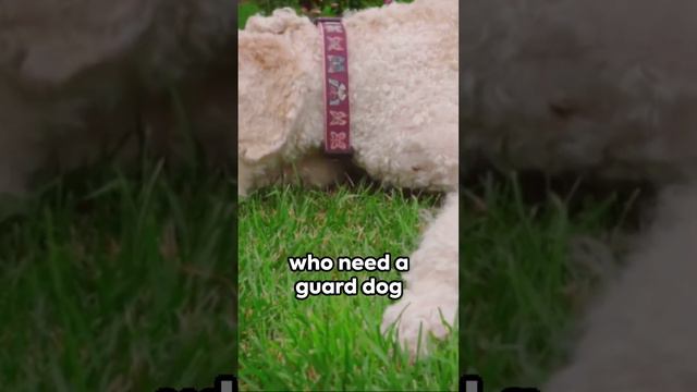 Allergy-Free Companions: Top Hypoallergenic Dogs S #dogbreed #beagleclub #mastiffbreed #pets