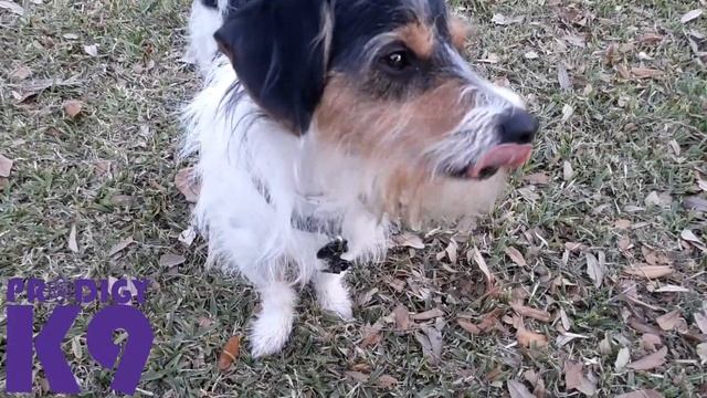 DREAMS of a Dog Trainer: Practicing Basic Obedience Commands with Distractions смотреть онлайн