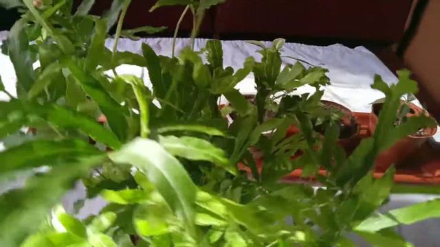 мои новые приобретения смотреть онлайн