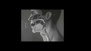 Строение голосового аппарата