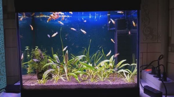 Новая лампа в маленький аквариум обзор #nik_72