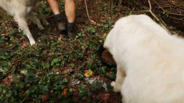 Full Frame Close Up: Get Your Goat!