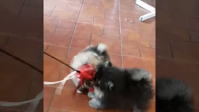 Pomeranian puppies' lively games! Sweet fluffy balls. смотреть онлайн