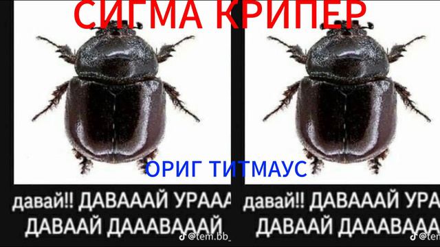 Сигма крипер вместе с сигма свинкой смотреть онлайн