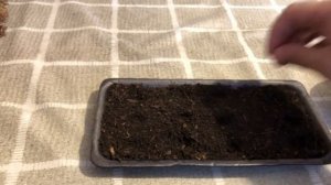 Как вырастить ель из семян