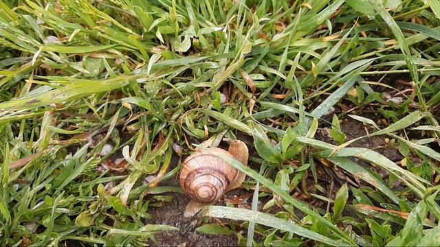 🟣ЖАРИМ ШАШЛЫЧКИ 🟣MARSHMALLOW🟣КРЕВЕТКИ🟣УЛИТКИ ПОСЛЕ ДОЖДЯ🟣 смотреть онлайн