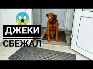 ДЖЕК СБЕЖАЛ ИЗ ДОМА