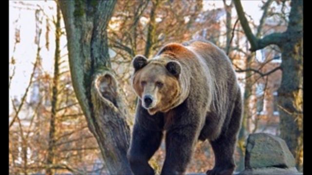 Пытавшиеся Наехать на Бегущего по Путям Медведя Уволены смотреть онлайн