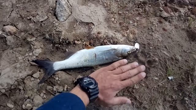 Рыбалка на Северной Двине. 2019. (бонус: жерех 1835 гр)