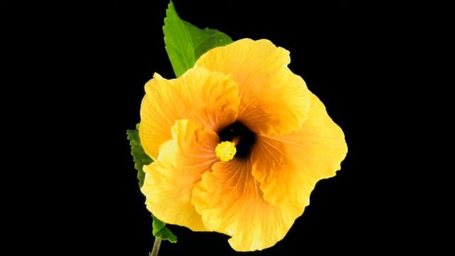 Hibiscus Tahiti Pink Blotch x unknown Timelapse смотреть онлайн