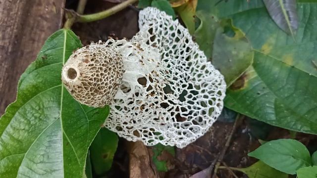 Longnet Stink Horn| Wild Mushroom |Phallus indusiatis смотреть онлайн