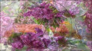 Ветка сирени. Плыл по городу запах сирени