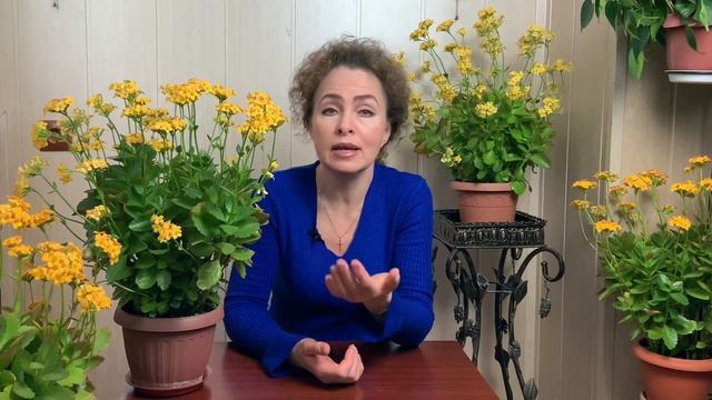КАЛАНХОЭ не цветет.. что делать? и другие вопросы