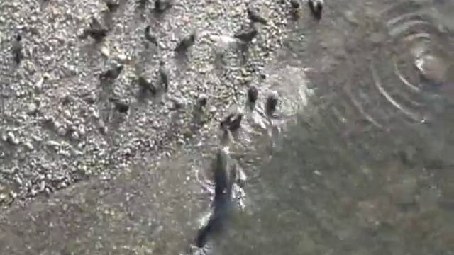 Catfish grabs pigeon смотреть онлайн