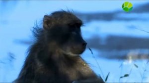 Легенды дикой природы. Птицы Африки