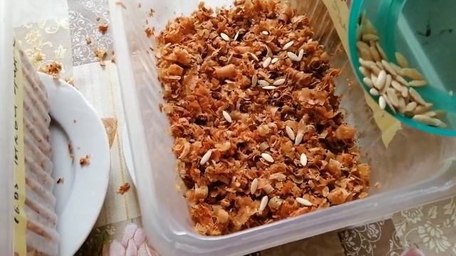 ????ВЫ ВСЕГДА БУДЕТЕ С УРОЖАЕМ! 100% РЕЗУЛЬТАТ ПРОРАЩИВАНИЯ ТЫКВЕННЫХ смотреть онлайн