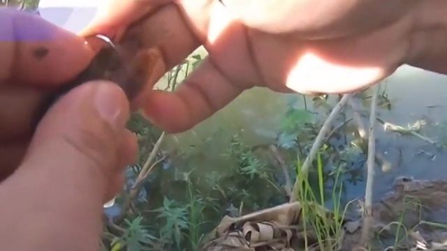 IKAN CHANNA GABUS TOMAN, ASAL, HABITAT, JENIS, CARA MANCING, KULINER, MANFAAT MEDIS #mancingmania смотреть онлайн