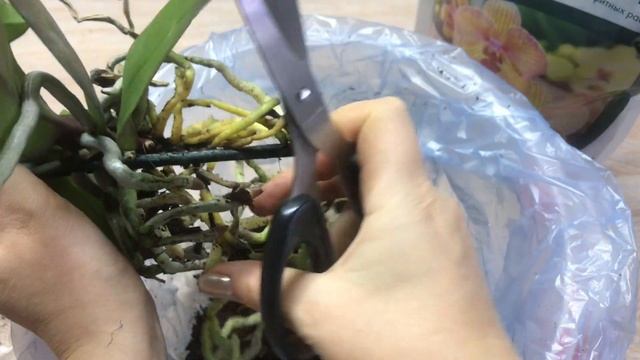 Посадка новой орхидеи в новый грунт смотреть онлайн